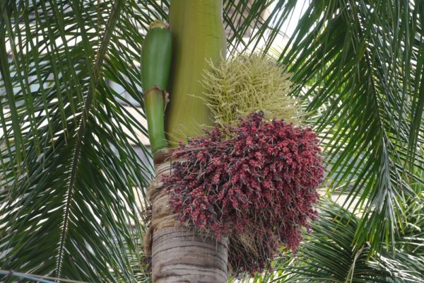 palmblüte